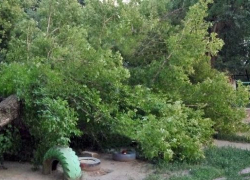 Огромное дерево рухнуло на детскую площадку в Новочеркасске Огромное дерево рухнуло на детскую площадку в Новочеркасске