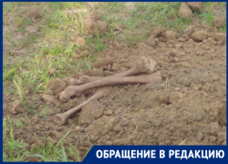 «От увиденного мурашки по коже», - новочеркасцы «От увиденного мурашки по коже», - новочеркасцы