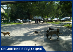 «Пациентов больницы № 2 встречают толпы алкоголиков и стаи собак», - новочеркасцы «Пациентов больницы № 2 встречают толпы алкоголиков и стаи собак», - новочеркасцы