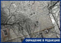 «Сухие деревья под толщей снега рухнут в любой момент», - новочеркасцы «Сухие деревья под толщей снега рухнут в любой момент», - новочеркасцы