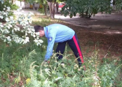 В Новочеркасске уничтожили свыше восьми килограммов дикорастущей конопли В Новочеркасске уничтожили свыше восьми килограммов дикорастущей конопли