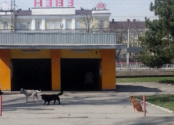 Полчища злобных бродячих собак наводят ужас на жителей Новочеркасска Полчища злобных бродячих собак наводят ужас на жителей Новочеркасска