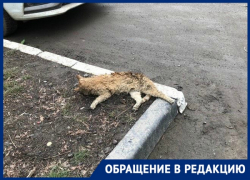 «Убирают круглосуточно, а где результат?», - новочеркасцы «Убирают круглосуточно, а где результат?», - новочеркасцы