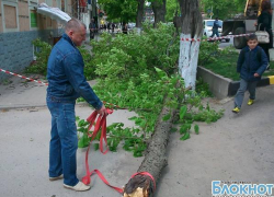 В центре Новочеркасска шквалистый ветер повалил дерево на здание банка (ВИДЕО) В центре Новочеркасска шквалистый ветер повалил дерево на здание банка (ВИДЕО)
