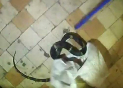 Змея заползла в коридор девятиэтажного жилого дома в Новочеркасске Змея заползла в коридор девятиэтажного жилого дома в Новочеркасске