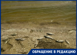 «Дохлая рыба не дала кайфануть», – новочеркасцы «Дохлая рыба не дала кайфануть», – новочеркасцы