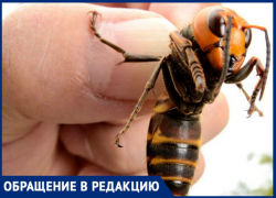 «Чапаевский сквер атакуют шершни», - новочеркасцы «Чапаевский сквер атакуют шершни», - новочеркасцы