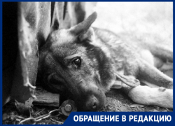 «За что нас убивают?»: отравленные собаки в муках умирают на улицах Новочеркасска «За что нас убивают?»: отравленные собаки в муках умирают на улицах Новочеркасска