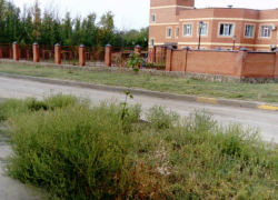 Буйным цветом «колосится» в Новочеркасске амброзия Буйным цветом «колосится» в Новочеркасске амброзия