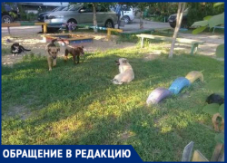 «Бродячие собаки пугают малышей», - новочеркасцы «Бродячие собаки пугают малышей», - новочеркасцы