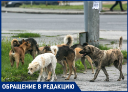«Собачьи “свадьбы” доводят до бешенства», - новочеркасцы «Собачьи “свадьбы” доводят до бешенства», - новочеркасцы
