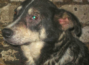 Лохматая обитательница новочеркасского приюта «DogHope» мечтает о любящей семье Лохматая обитательница новочеркасского приюта «DogHope» мечтает о любящей семье
