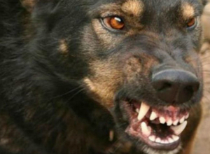 Одичавшая стая бродячих собак набросилась на пятилетнего ребенка в Новочеркасске Одичавшая стая бродячих собак набросилась на пятилетнего ребенка в Новочеркасске