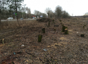 Кто и зачем вырубил деревья на въезде в Новочеркасск будет выяснять прокуратура Кто и зачем вырубил деревья на въезде в Новочеркасск будет выяснять прокуратура