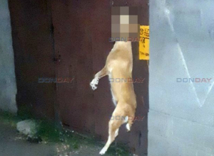 В Новочеркасске зверски убитую собаку повесили на воротах частного дома В Новочеркасске зверски убитую собаку повесили на воротах частного дома