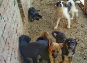 Самые одинокие сердца новочеркасского приюта для собак Самые одинокие сердца новочеркасского приюта для собак