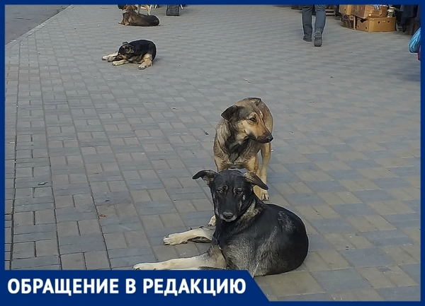 «Еле отбились от собак», - жители Новочеркасска «Еле отбились от собак», - жители Новочеркасска
