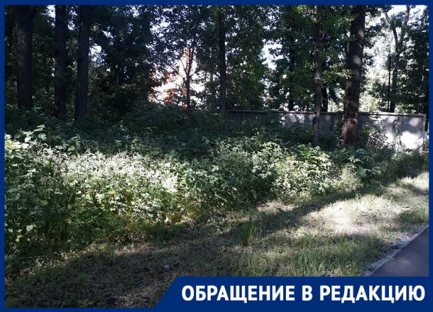 «Трава по пояс и трупы птиц», - жительница Новочеркасска «Трава по пояс и трупы птиц», - жительница Новочеркасска