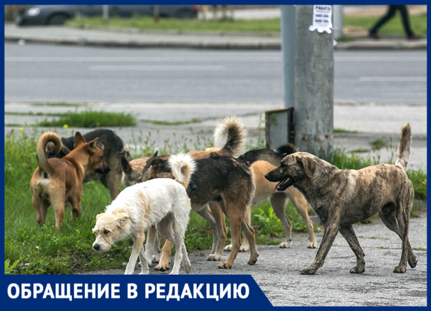 «Собачьи “свадьбы” доводят до бешенства», - новочеркасцы «Собачьи “свадьбы” доводят до бешенства», - новочеркасцы