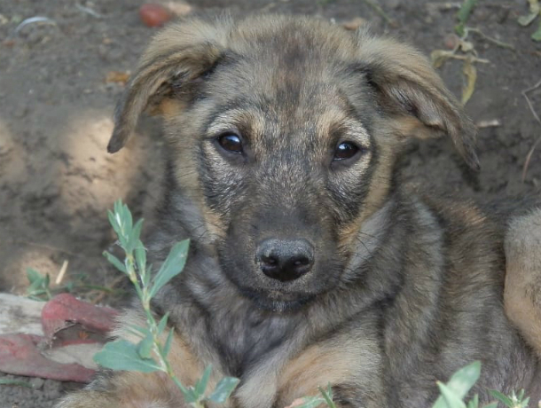 Робкий, но добродушный пес поселился в новочеркасском приюте «DogHope» Робкий, но добродушный пес поселился в новочеркасском приюте «DogHope»