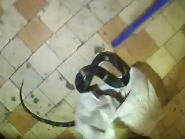 Змея заползла в коридор девятиэтажного жилого дома в Новочеркасске Змея заползла в коридор девятиэтажного жилого дома в Новочеркасске