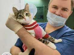 Акция «Мартовский кот» в сети клиник Ветеринарной помощи доктора Зубкова