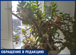 У жительницы Новочеркасска заплодоносило денежное дерево