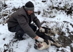 В Новочеркасске за две недели нового года отловили 17 бездомных собак