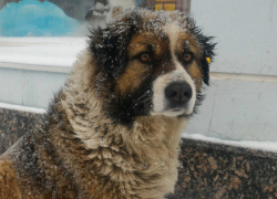 Самая знаменитая собака Новочеркасска наконец обрела дом