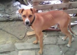 Едва не погибший на цепи от голода пес встретился со своим хозяином в Новочеркасске
