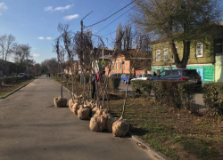 В Новочеркасске на улице Просвещения высадили катальпы