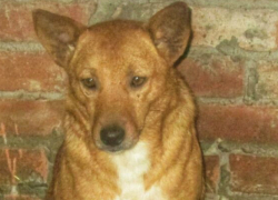 Умная и воспитанная собака ищет новый дом под Новочеркасском