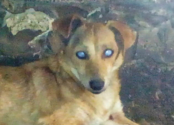 Слепая собака вот уже несколько лет живет в новочеркасском приюте