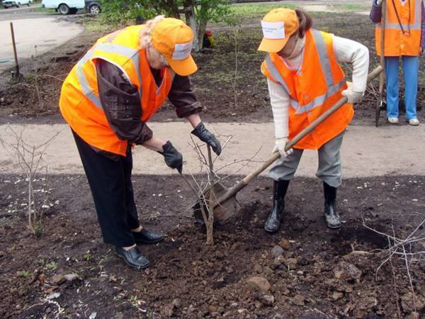 Жители Новочеркасска могут временно трудоустроиться на общественные работы