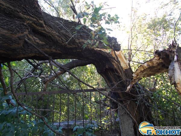 В Новочеркасске упало аварийное дерево, пока коммунальные службы разбирались, кто должен его спилить
