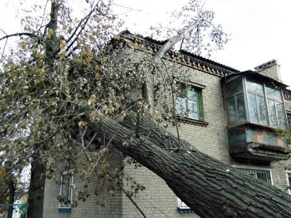 Упавшее в Новочеркасске дерево второй месяц разрушает дом